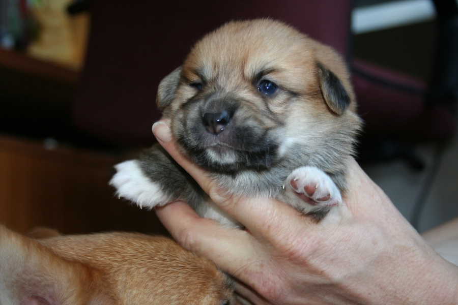 Puppies